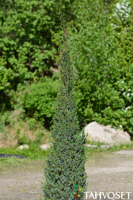 Juniperus communis 'Sentinel', pikkupilarikataja